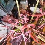 Lycoris radiata Цветок