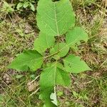 Populus grandidentata Folha