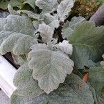 Salvia argentea Fuelha