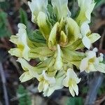 Oxytropis campestris Flower