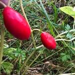 Podophyllum hexandrum Vili