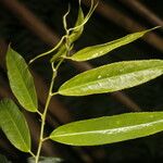 Mabea montana Leaf