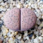 Lithops fulviceps 葉