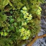 Chrysosplenium oppositifoliumFlower