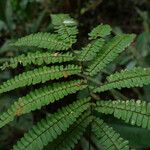 Adiantum terminatum Folha