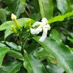 Tabernaemontana stapfiana Blüte