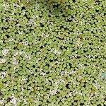 Salvinia minima List