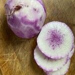 Raphanus sativus 果實