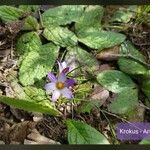 Romulea bulbocodium Fleur