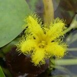 Nymphoides thunbergiana Flors