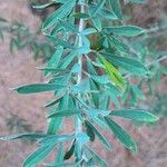 Chamaecytisus prolifer Blatt