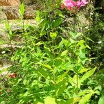 Phlox paniculata ശീലം