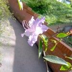 Rhododendron augustinii Flower