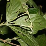 Chomelia tenuiflora Blodyn