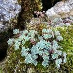 Sedum hirsutum आदत