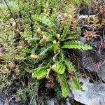 Asplenium ceterach Habit