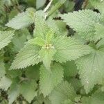 Lamium album Feuille