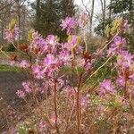 Rhododendron canadense Fleur