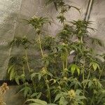 Cannabis sativa Habit