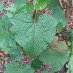 Fagopyrum cymosum Leaf