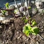 Crataegus marshallii Leaf