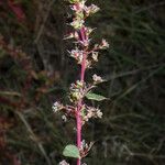 Amaranthus torreyi Цвят