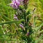 Liatris squarrosa Kukka