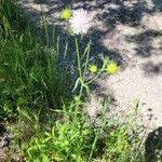 Knautia integrifolia Flower