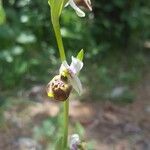 Ophrys holosericea Žiedas