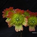 Sloanea rhodantha Flor
