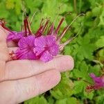 Geranium macrorrhizum ফুল