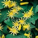 Passiflora citrina Flower