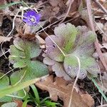 Hepatica nobilisКвітка