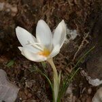 Crocus cancellatus অভ্যাস