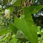 Centrosema sagittatum Leaf