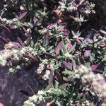 Atriplex patula Leaf