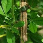 Cytisus arboreus Hoja