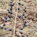 Ligustrum vulgare फल