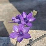 Babiana angustifolia Flower