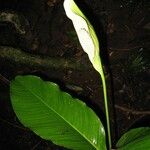Spathiphyllum montanum Diğer