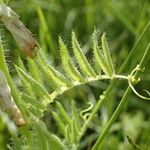 Vicia lutea Blatt