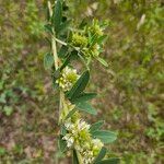 Lespedeza capitata Λουλούδι