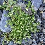 Galium megalospermum Flower