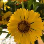 Helenium autumnale Квітка