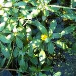 Ludwigia peploides Blomst