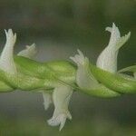 Spiranthes cernua Flower