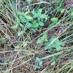 Trifolium fragiferum Leaf