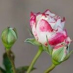 Rosa abietina ᱵᱟᱦᱟ