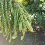 Araucaria cunninghamii Fruit