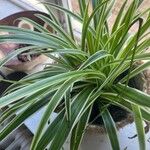 Chlorophytum comosum Liść